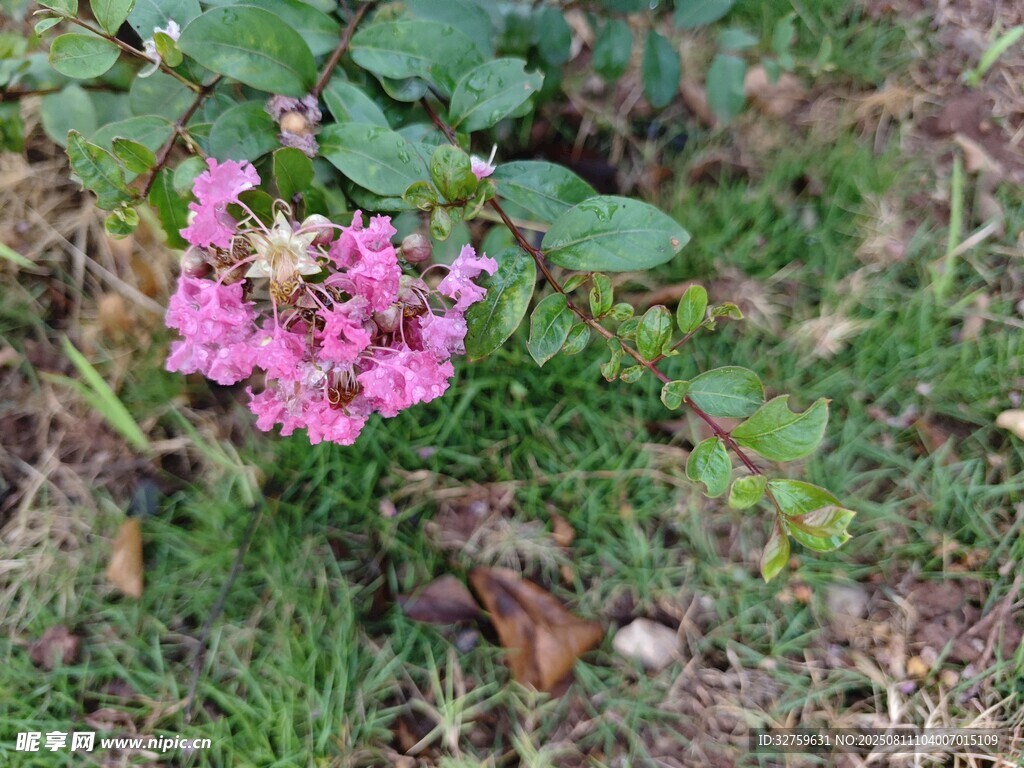 草叢中的粉色小花