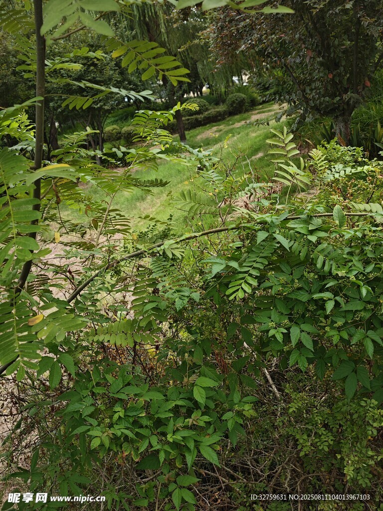 林間翠綠植物景觀