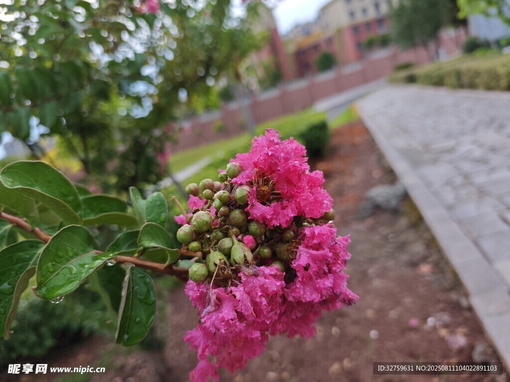 嬌艷紫薇花綻放于路旁