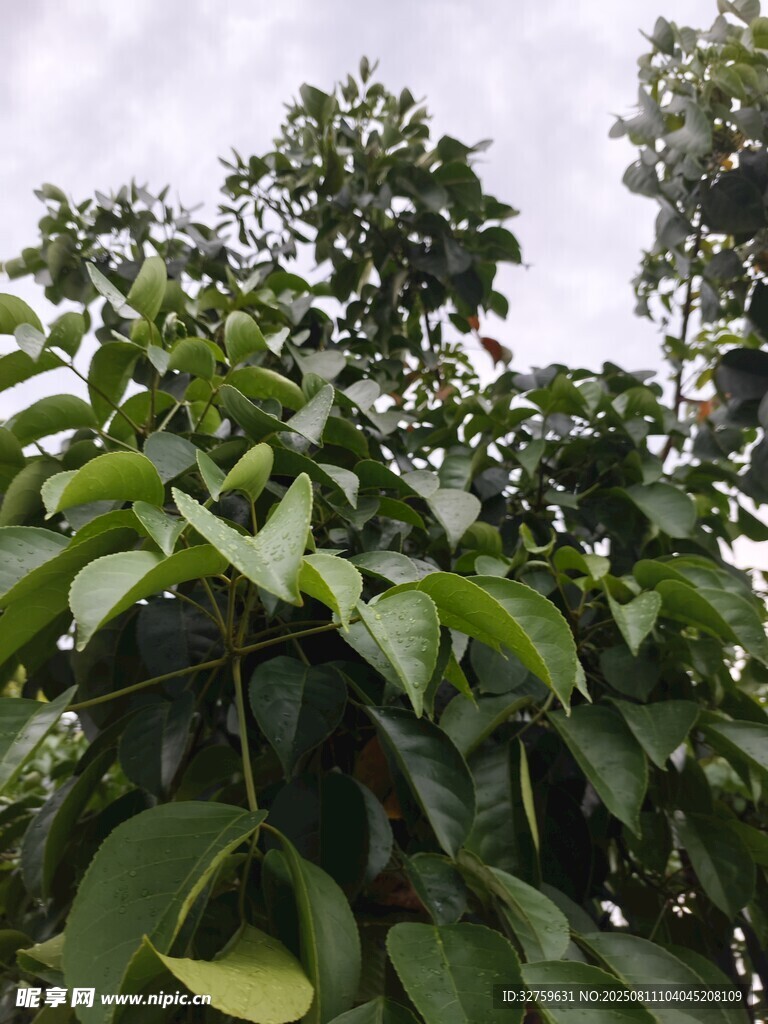 繁茂綠植