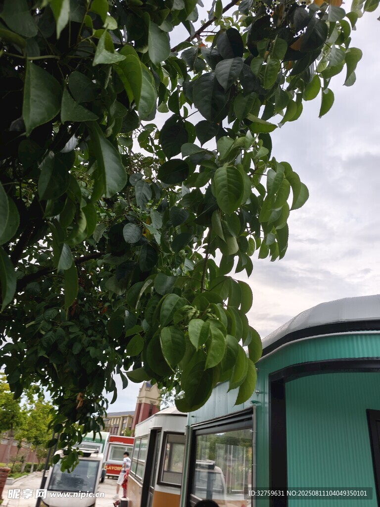 綠葉下的街邊小屋