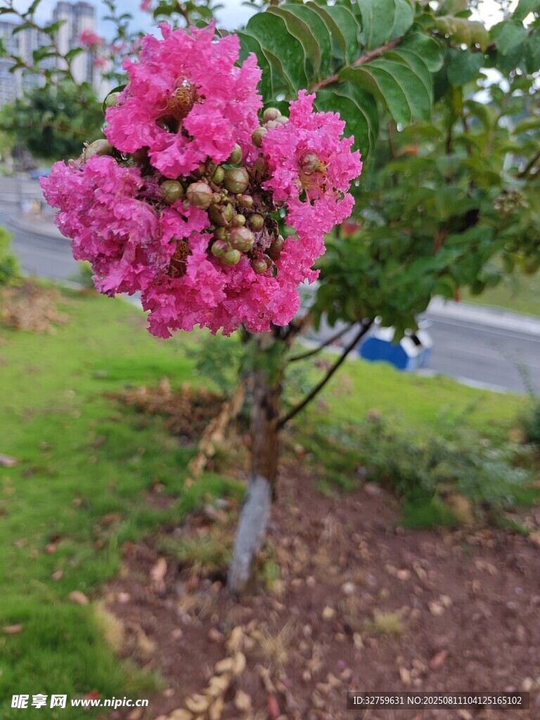 嬌艷盛開(kāi)的粉色紫薇花