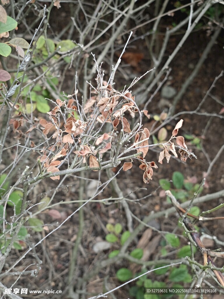 干枯枝葉旁的綠色植物