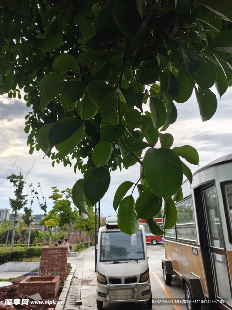 綠蔭下的車輛與戶外景象