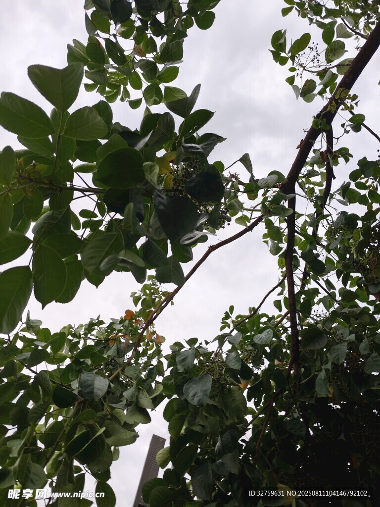 仰視繁茂枝葉間的天空