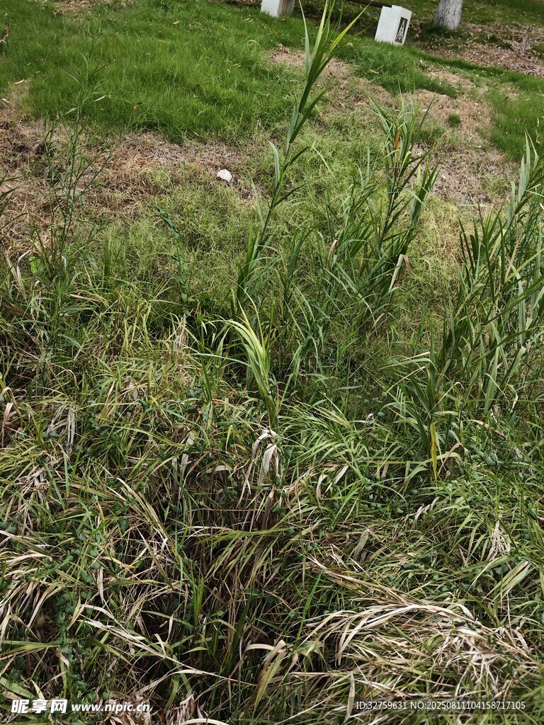 戶(hù)外草地景象