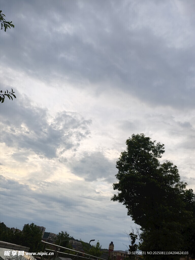 陰云下的樹木景觀