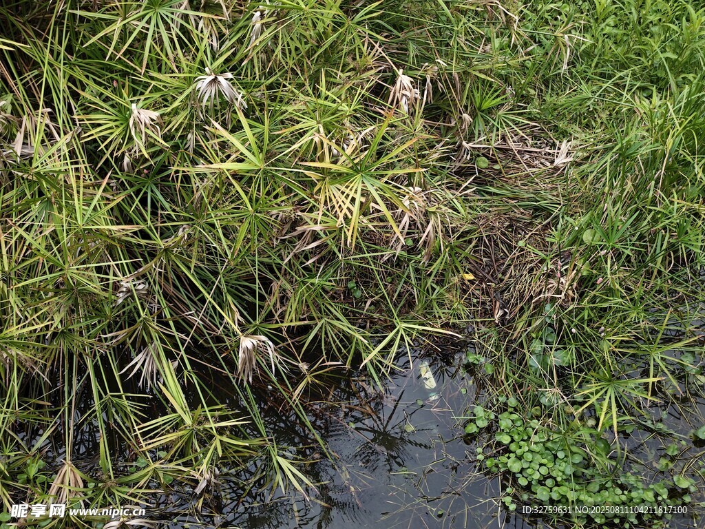 溪邊叢生綠植與石塊景觀