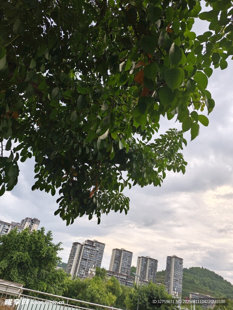 透過樹葉望遠(yuǎn)處高樓