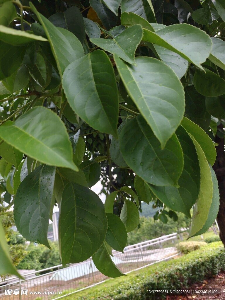 綠葉繁茂的樹木景觀
