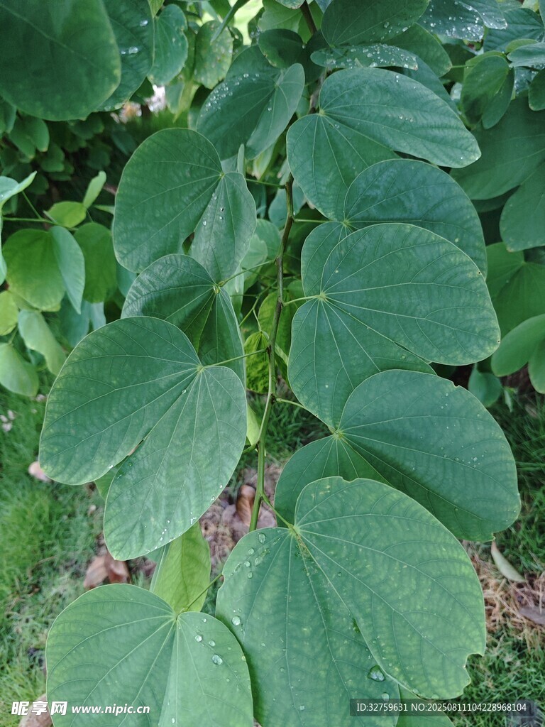 大片翠綠的圓形葉片植物