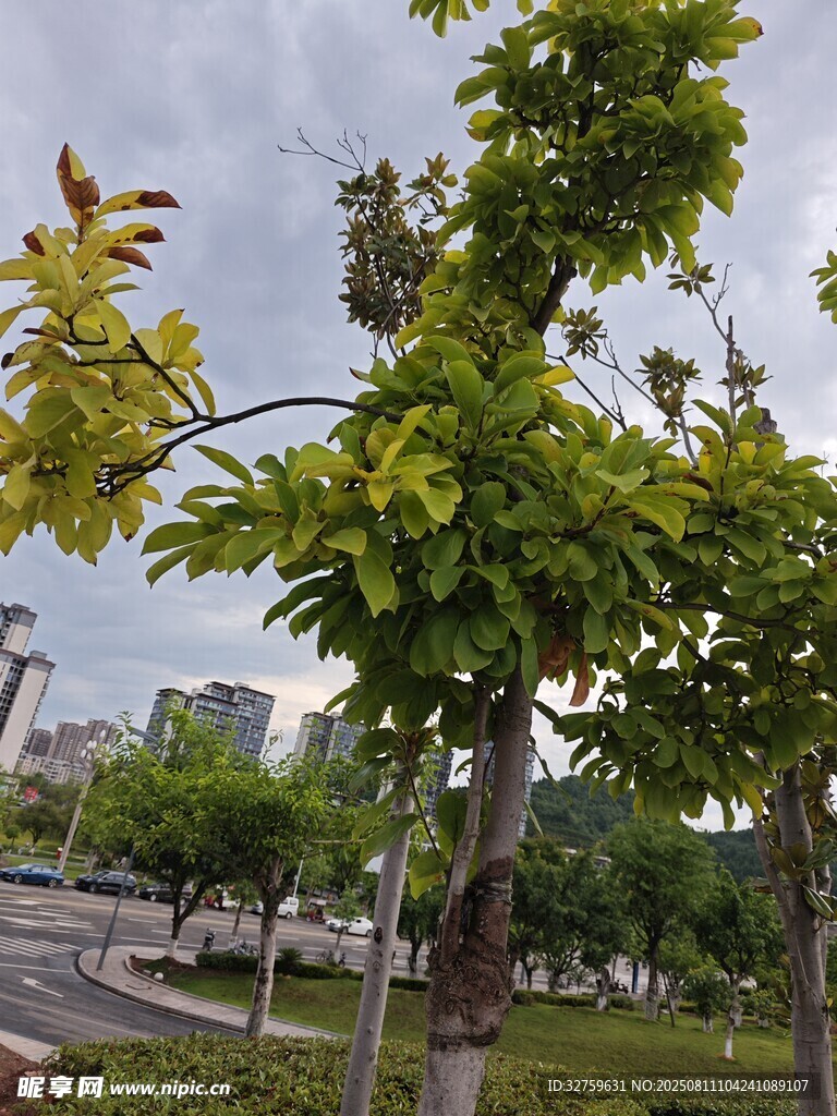 路邊綠樹成蔭景色宜人