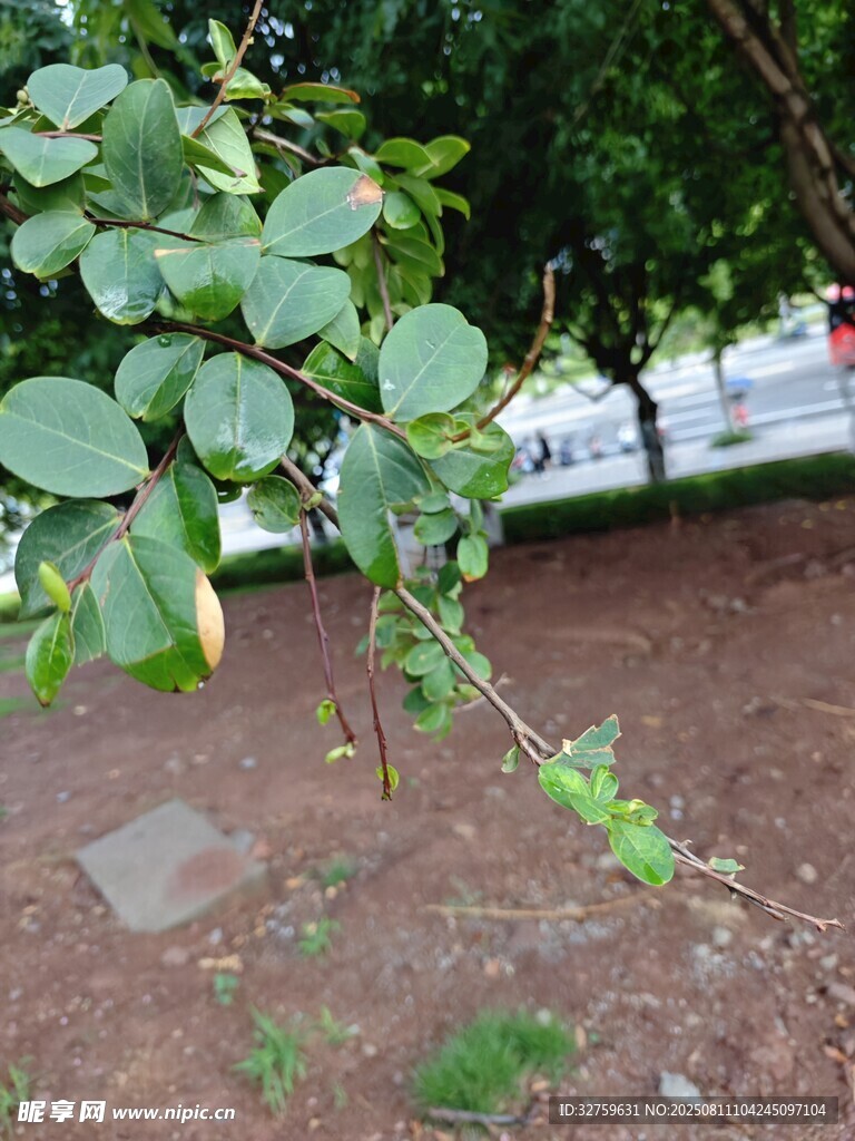 綠葉植物近景特寫(xiě)