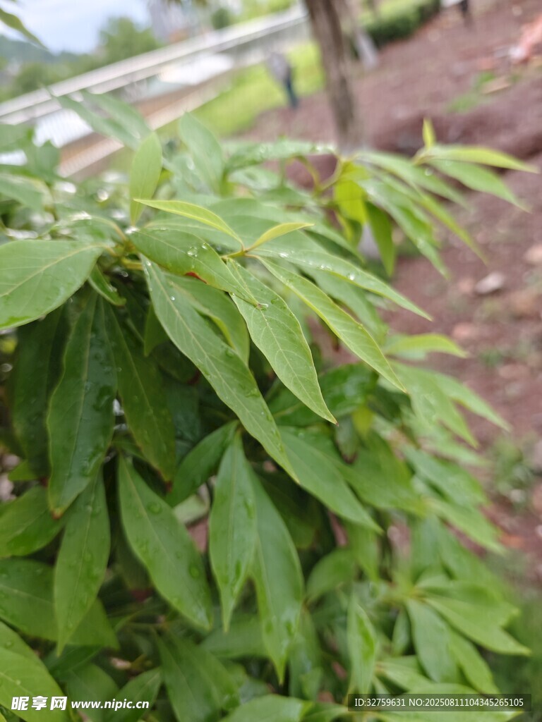 嫩綠枝葉特寫