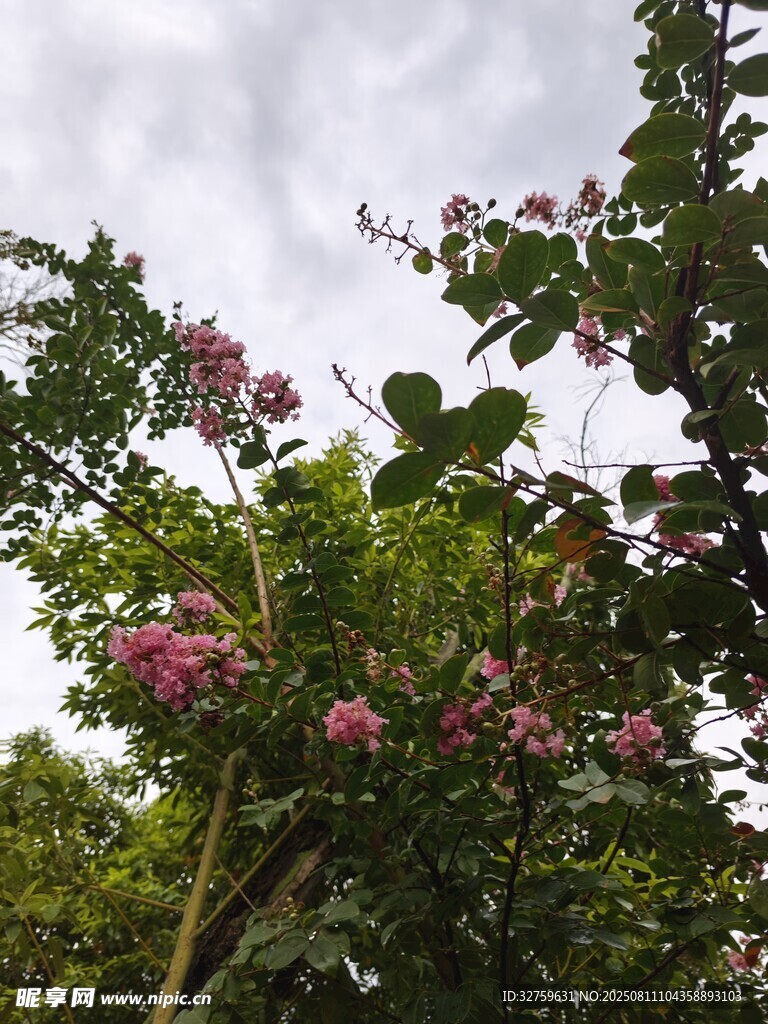 枝頭綻放的粉色繁花