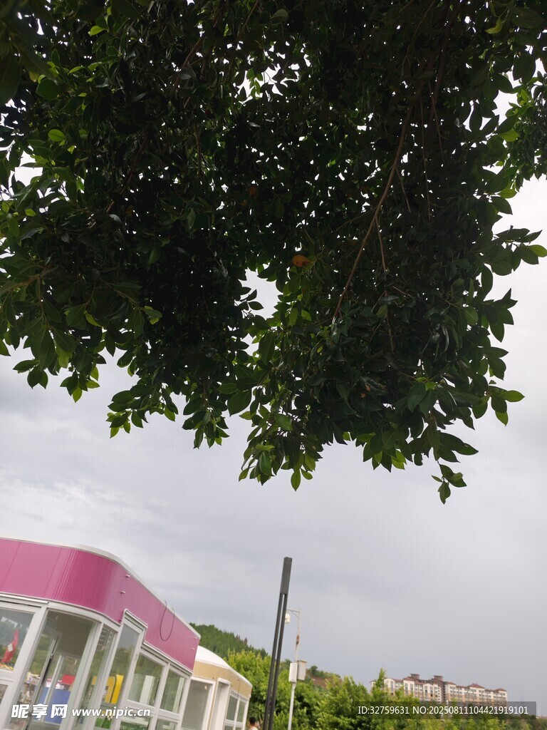 樹(shù)下視角的粉色建筑景觀