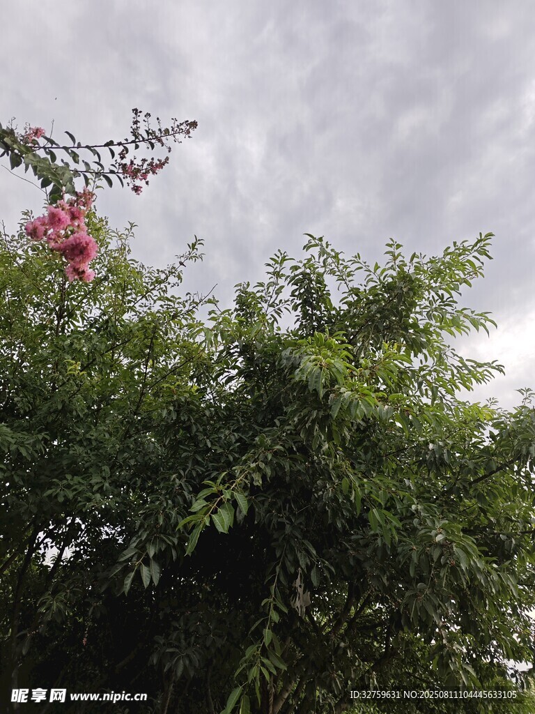 綠葉繁花映灰天
