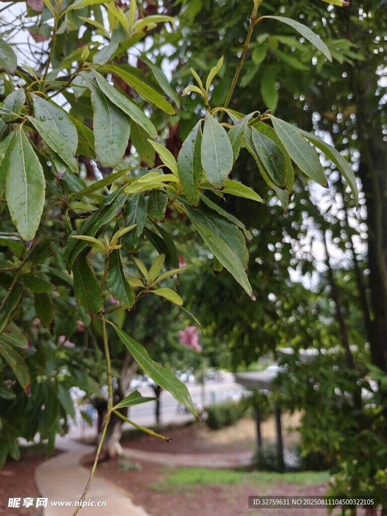 綠葉繁茂的樹木景觀