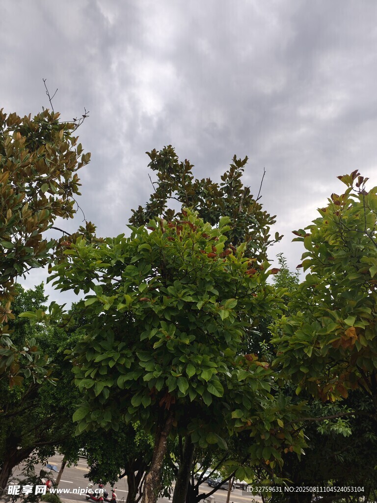 陰天時(shí)繁茂的綠樹(shù)景象
