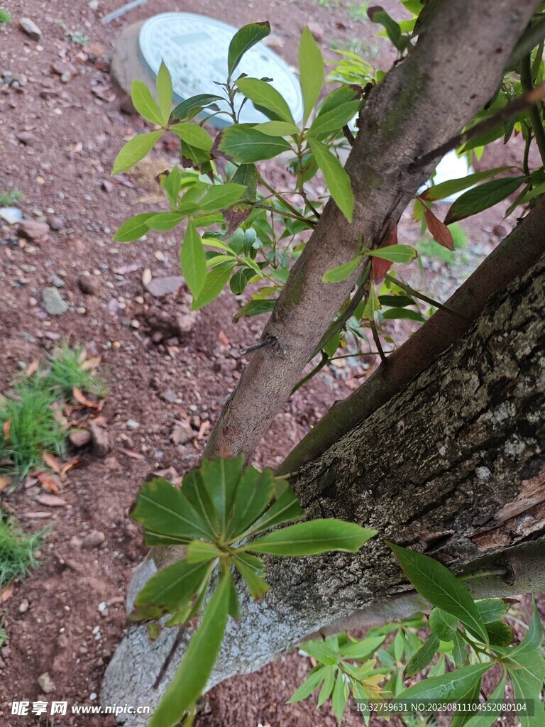 樹干旁的綠植生機盎然