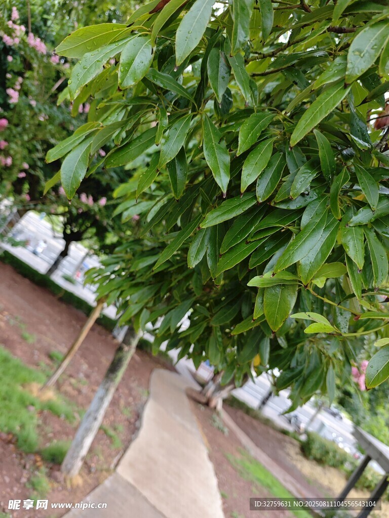 綠葉繁茂的路旁樹木