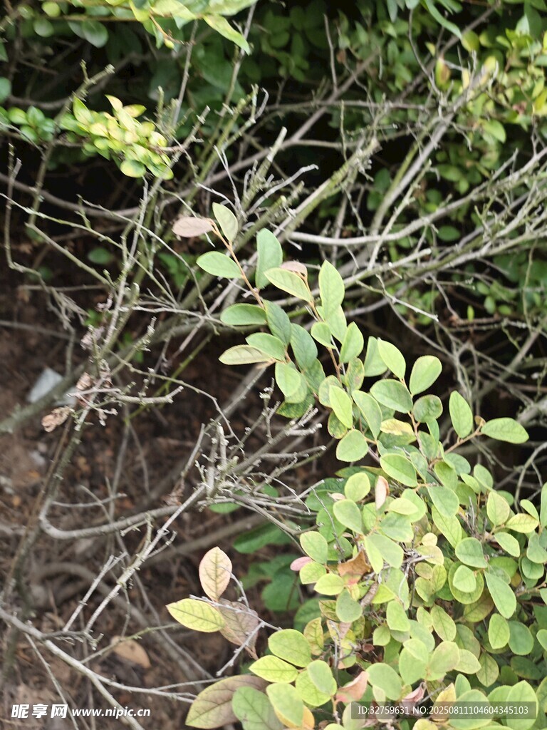 繁茂綠植中的細長枝條