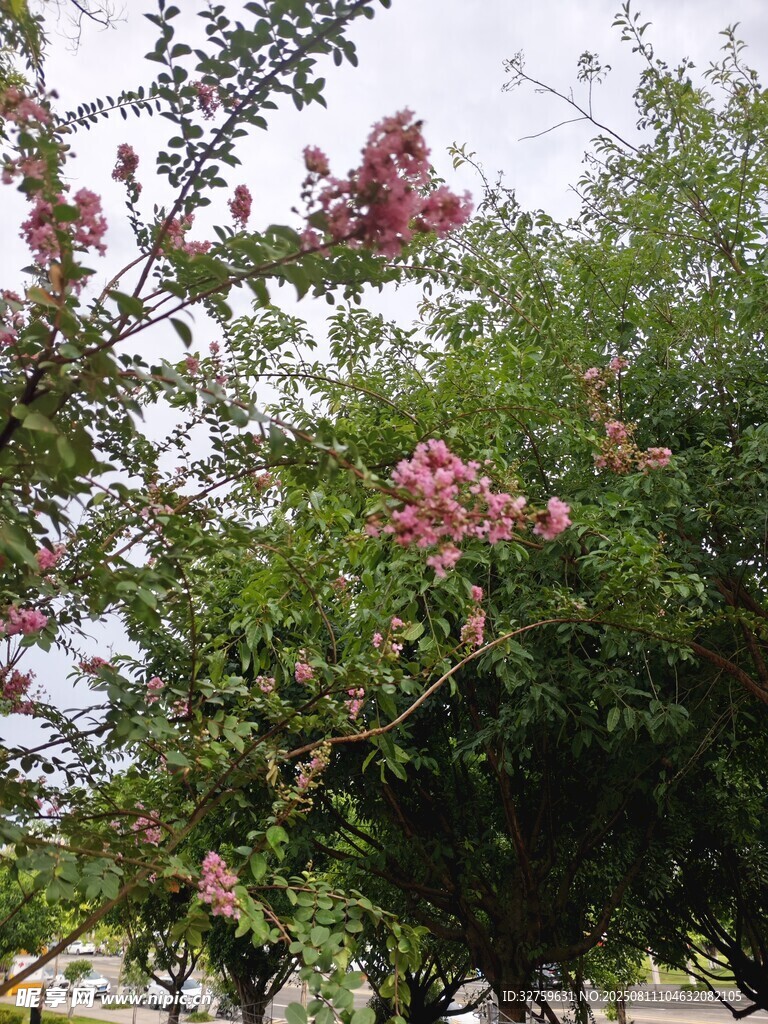 盛開的粉色繁花綠樹