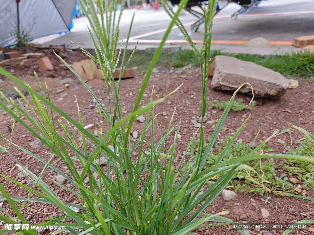 戶外綠植特寫
