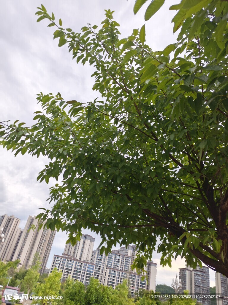 城市中茂盛的綠樹