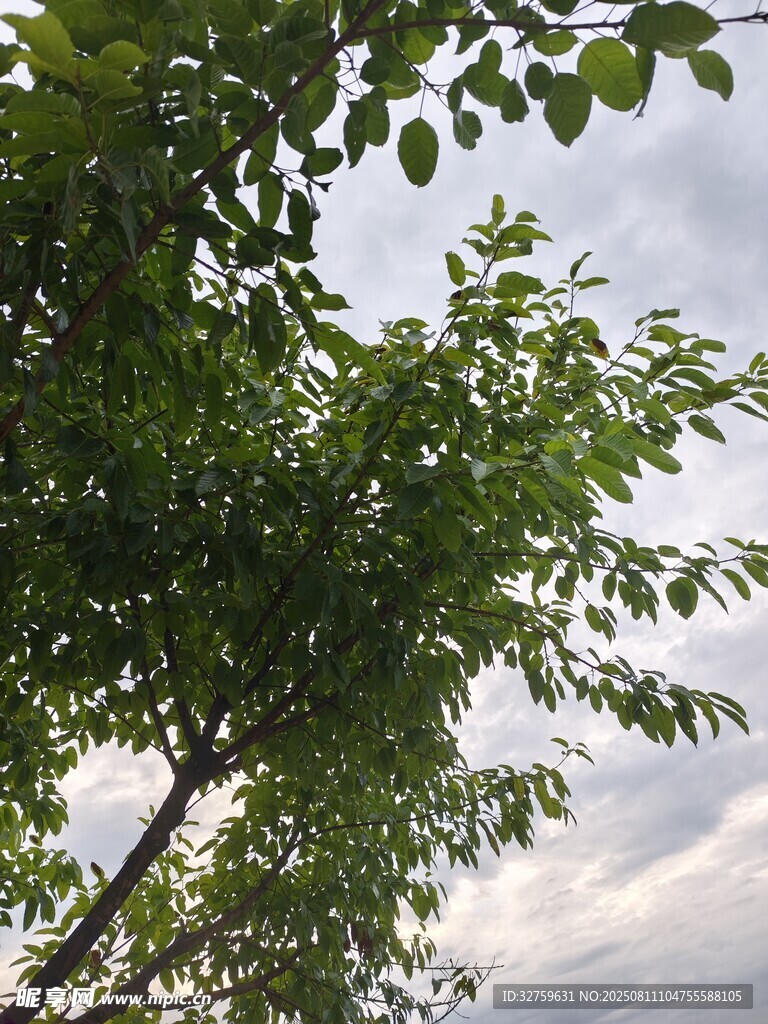 綠葉繁茂的樹與天空