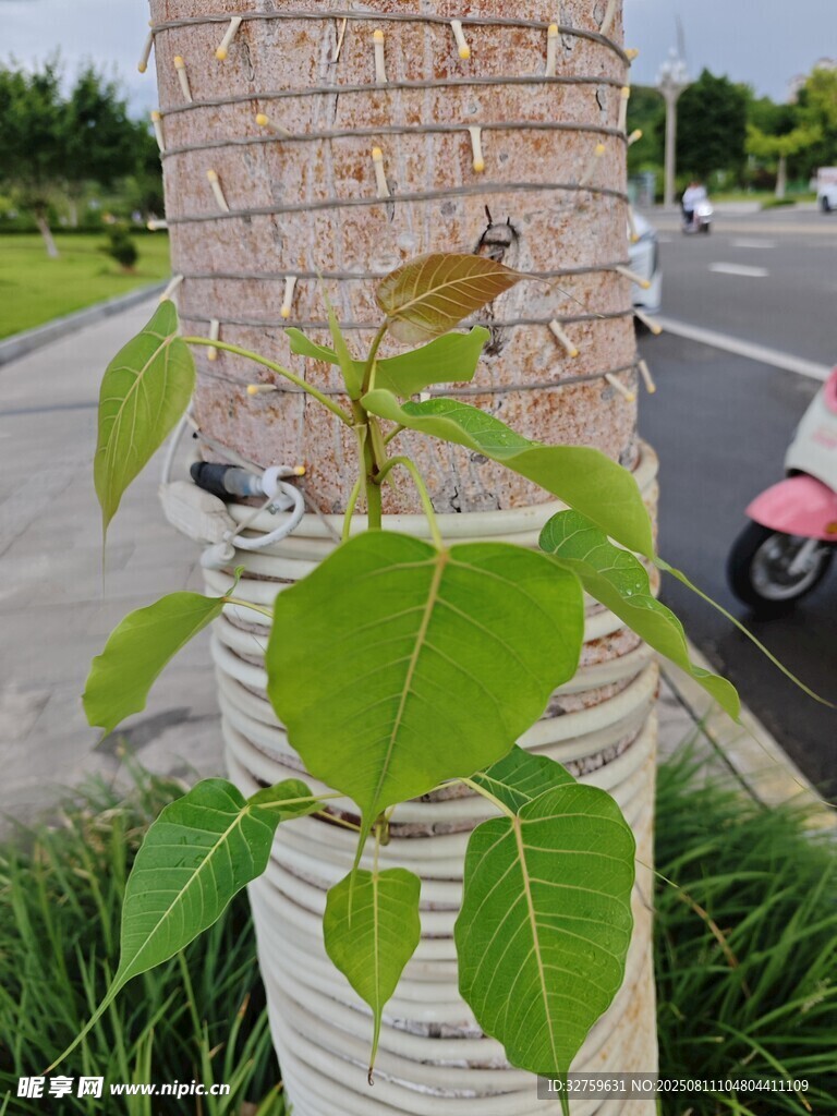 樹(shù)干上攀爬的嫩綠藤蔓