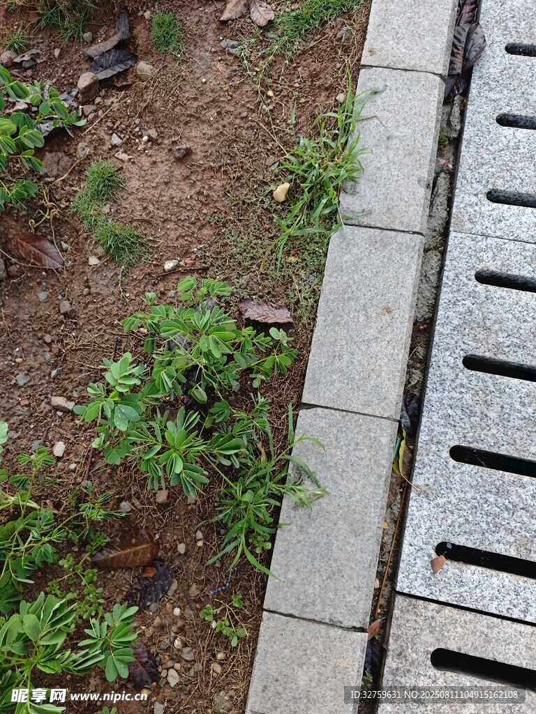 路邊排水道旁的嫩綠植物