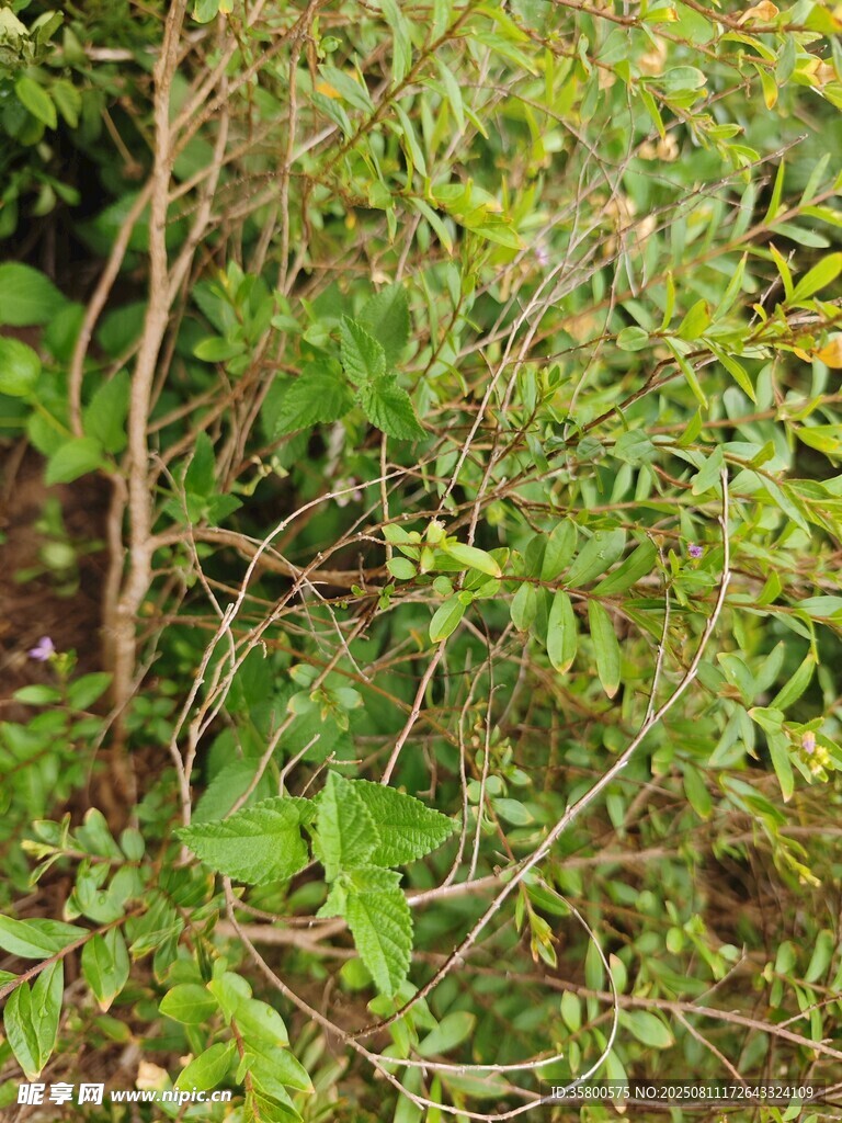 茂密綠植景觀