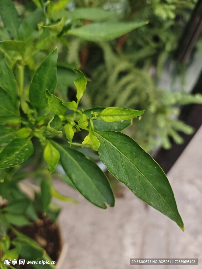 嫩綠植物枝葉特寫