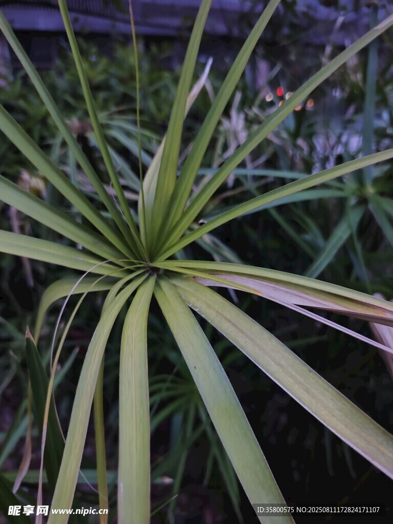 龍舌蘭植物特寫
