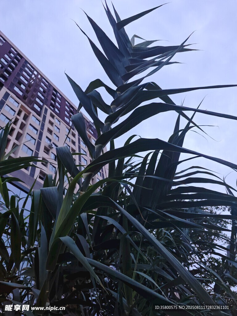 高樓旁的挺拔綠植