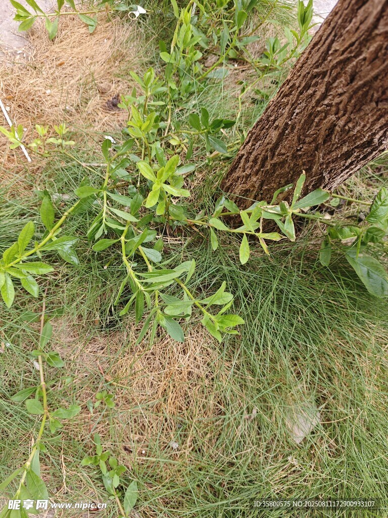 樹干旁的綠色植物
