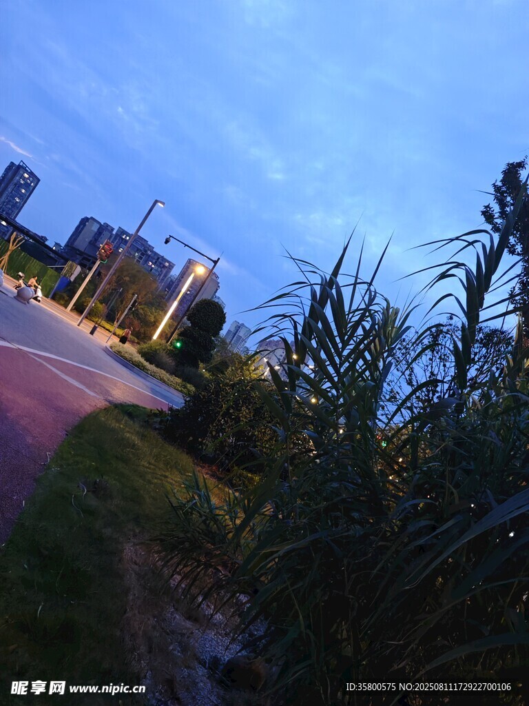 黃昏路旁綠植與城市景象