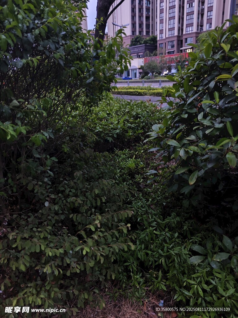 城市中繁茂的綠色植物