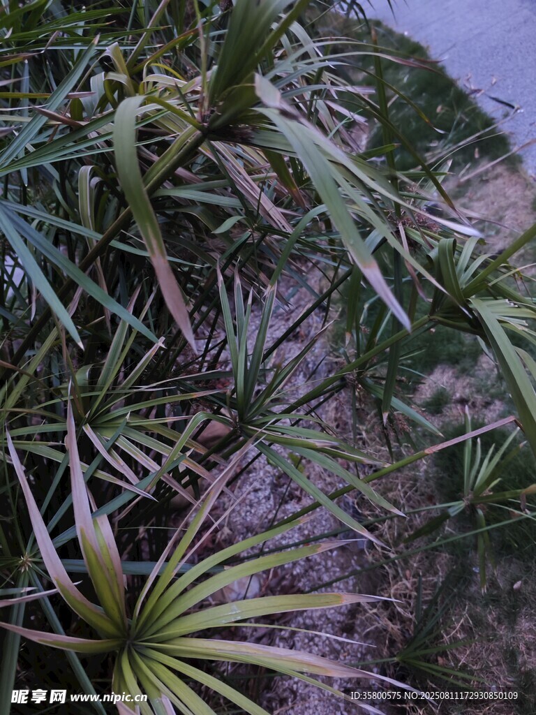 戶外繁茂的多樣植物景觀