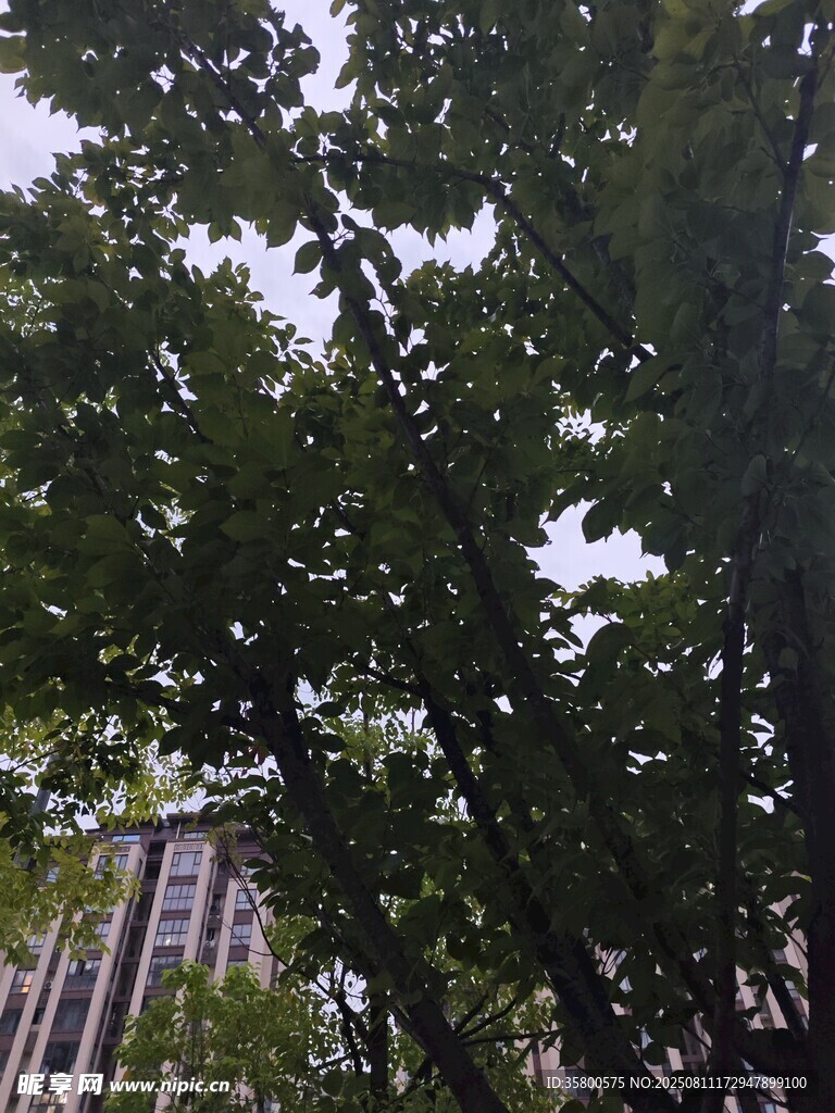 透過樹葉看高樓