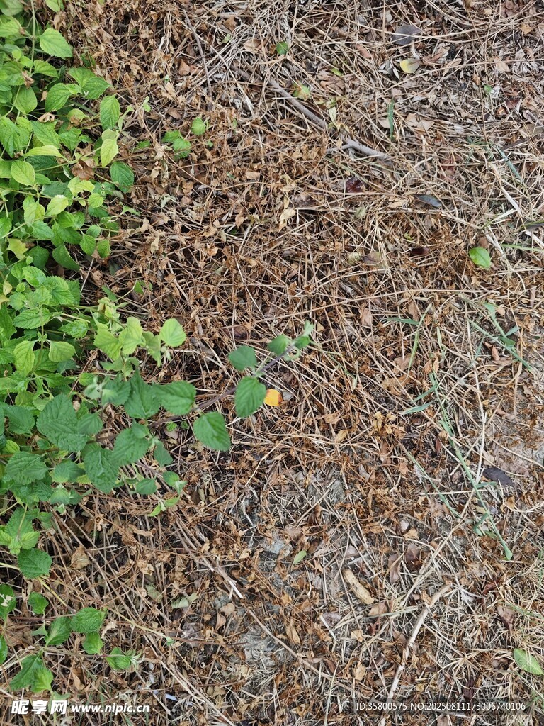 地面綠植與棕色覆蓋物