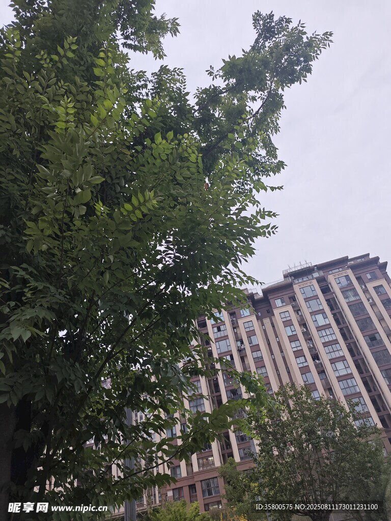 綠樹掩映下的高層住宅樓