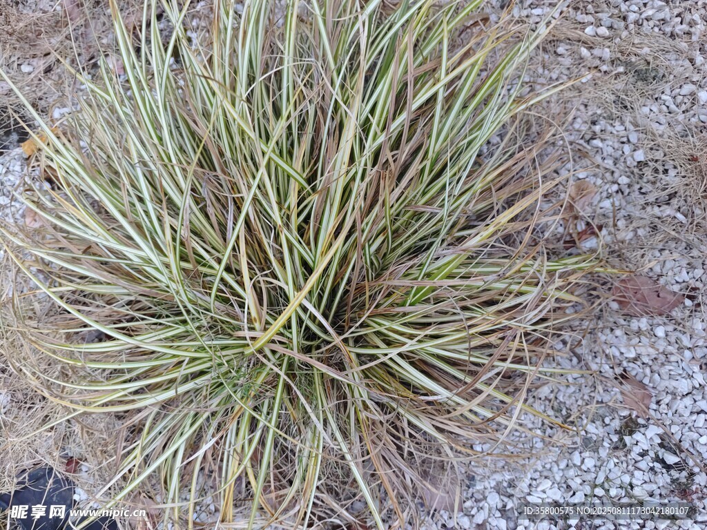 叢生的細(xì)長草