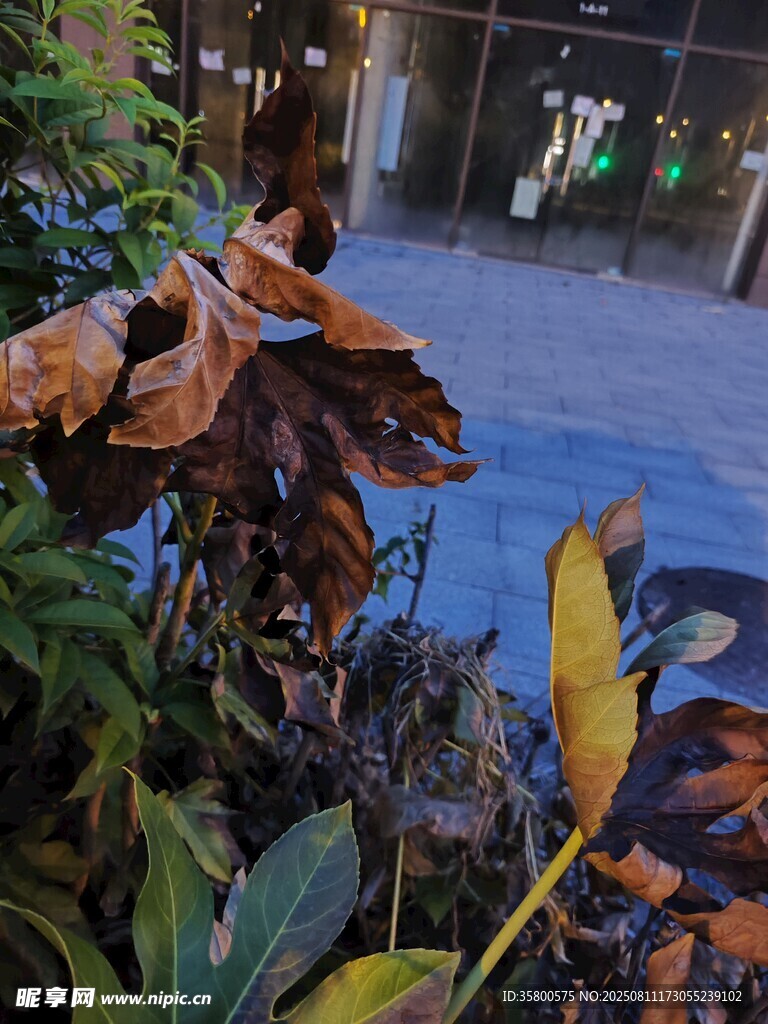 枯萎植物特寫