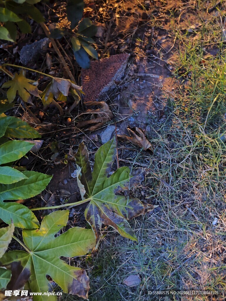 地面上的落葉與綠植