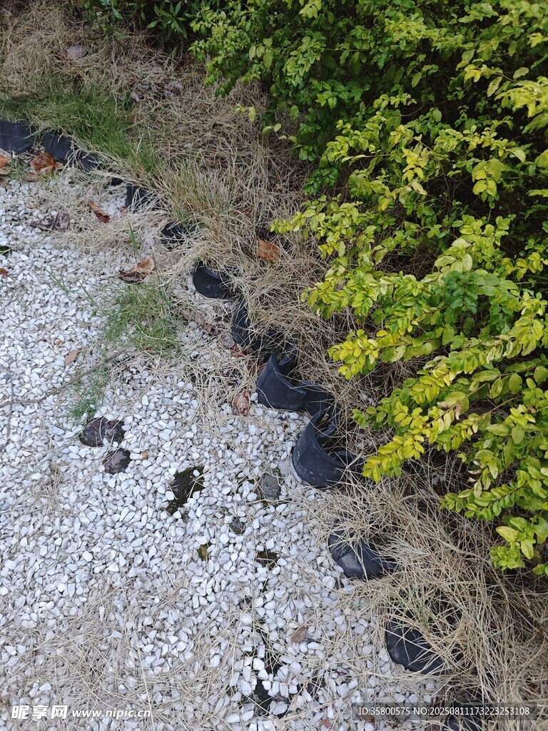 地面裂縫旁的綠植