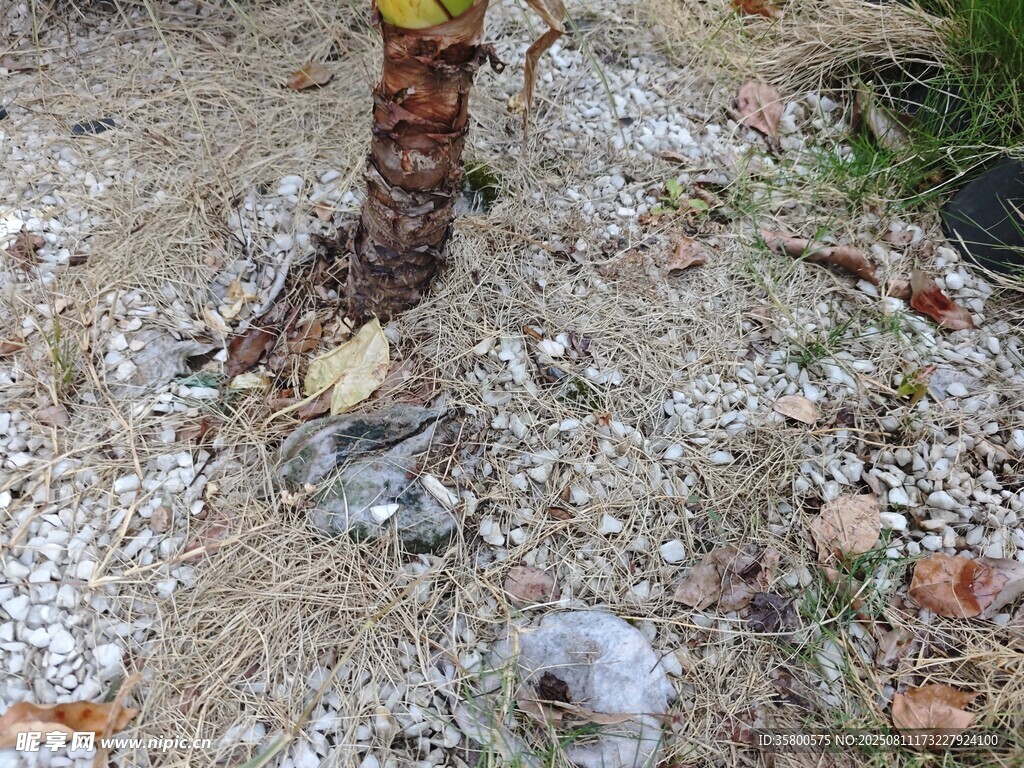 樹基部的碎石與雜物