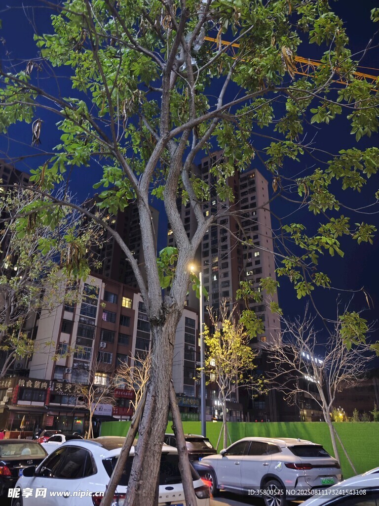 夜晚城市中樹木與停放車輛