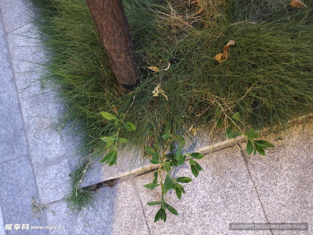 路邊樹干旁的嫩綠植物